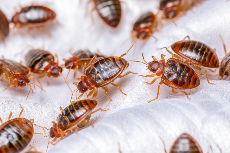 Bed Bug Removal