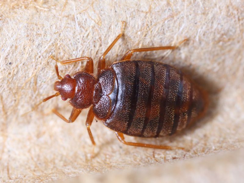Bed Bug Removal