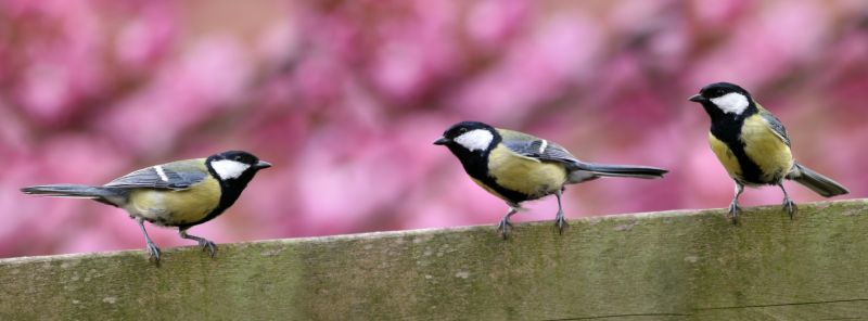 Bird Removal Service