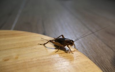 Cricket Removal Service