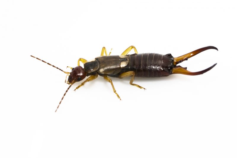 Earwig Extermination