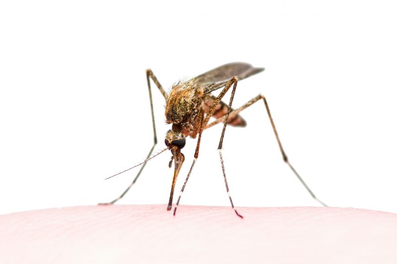 Fly And Mosquito Control Strategies