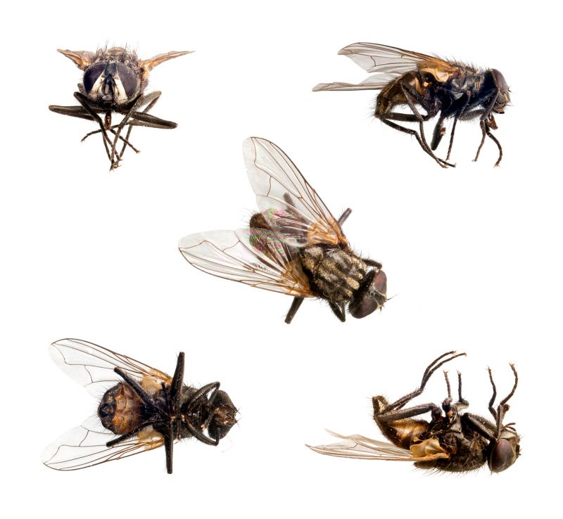 Fly Extermination detail