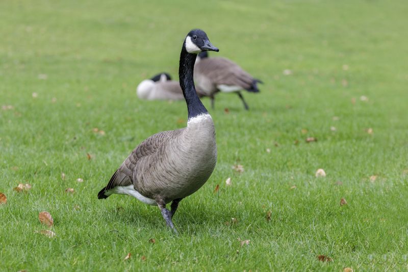 Geese Removal Service