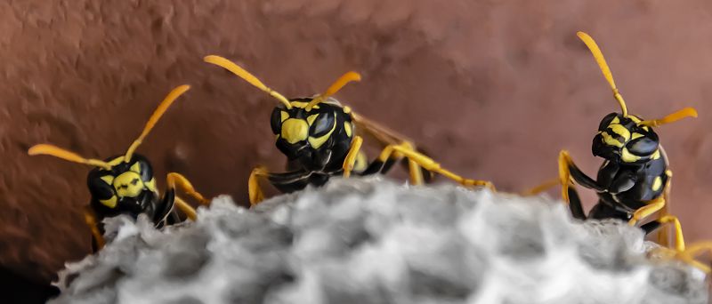Wasps and Bees