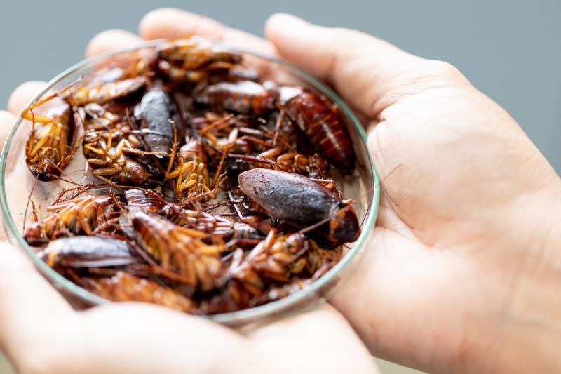 Roach Infestation Treatment