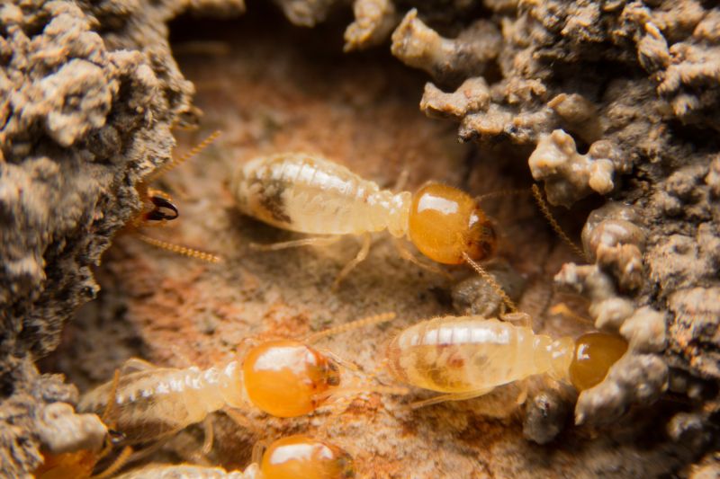 Termites Extermination