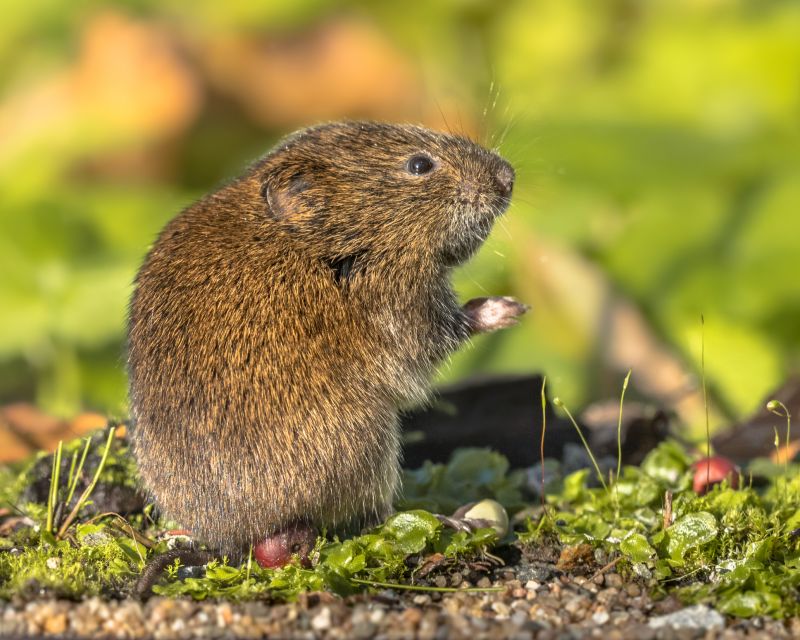 Vole Control Service