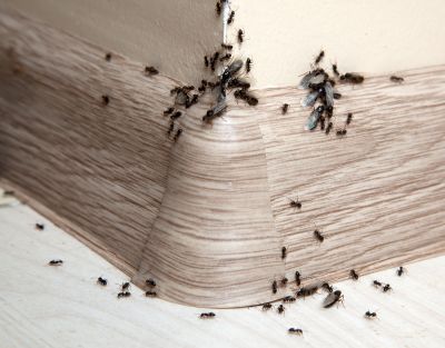 Why Ant Infestations Keep Returning Without Professional Treatment