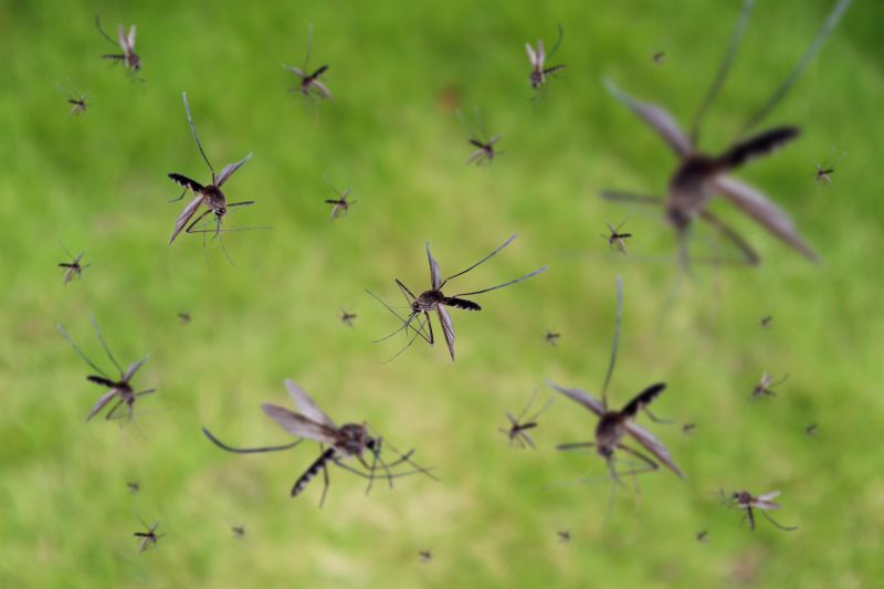 Why Spring Fly And Mosquito Pest Control Matters