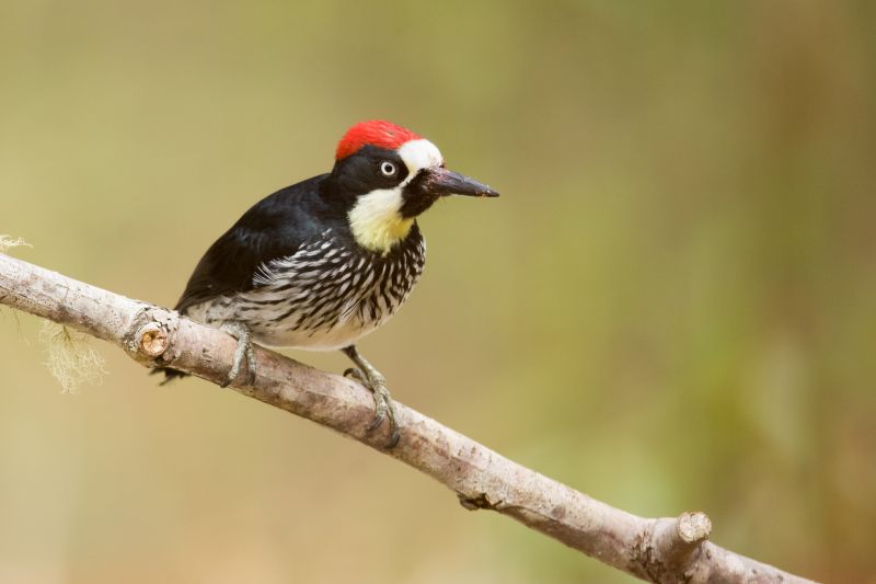 Woodpecker Control Service